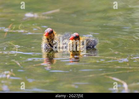 American Crat Chicks natation. Comté de Santa Clara, Californie, États-Unis. Banque D'Images