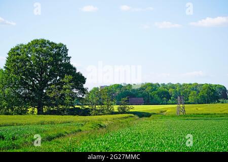 Nature agricole près d'Ahlen. Champs verts avec arbres et siège de chasseur. Banque D'Images