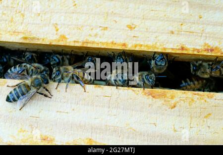 Les abeilles entre les cadres de miel dans la ruche. API mellifera. Gros plan des insectes. Banque D'Images