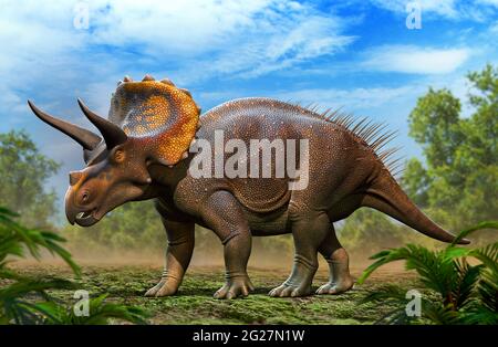 Triceratops horridus marchant dans la forêt. Banque D'Images