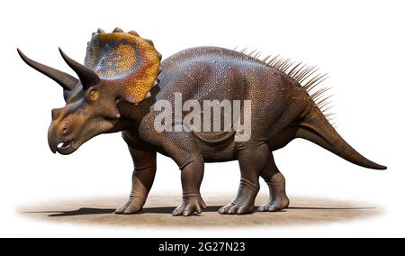 Triceratops horridus isolé sur fond blanc. Banque D'Images