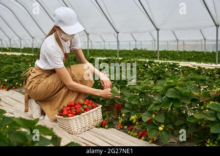 Jeune femme en squatting cueillant des fraises mûres dans un panier en osier à la serre. Femme jardinière portant un masque médical, une casquette blanche et un tablier beige. Travailler pendant la quarantaine. Banque D'Images