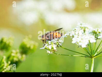 Une mouche de hérisson, Tachina fera, recueille le nectar sur une fleur. Insecte gros plan avec fond vert naturel. Banque D'Images