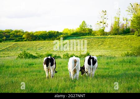 Trois vaches noires et blanches paître dans un pâturage. Paysage vert naturel en arrière-plan. Mammifères dans un pré. Banque D'Images
