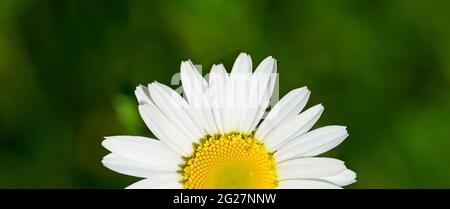 Gros plan d'une fleur de pâquerette. Pétales blancs avec pollen jaune. Fleur blanche avec fond vert naturel. Banque D'Images