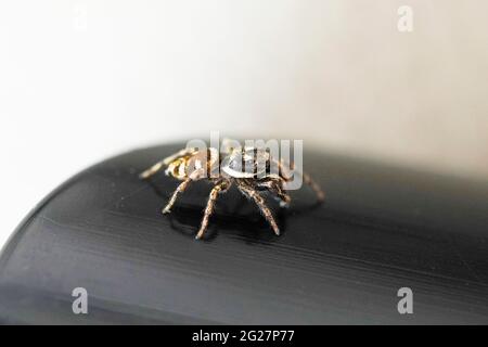 Petite araignée sauteuse, Salticidae. Gros plan d'une araignée sur une surface noire. Banque D'Images