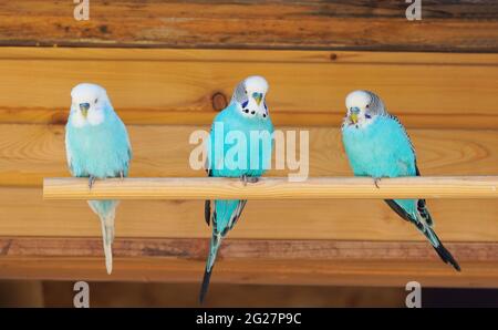 Trois copains bleu turquoise sont assis sur un poteau en bois. Plumage coloré d'oiseaux. Arrière-plan en bois. Banque D'Images