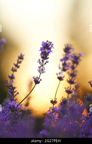 Foyer sélectif de belles fleurs violets aromatiques douces qui fleurissent dans les terres agricoles de campagne. Magnifique coucher de soleil jaune d'été sur fond. Concept de beauté de la nature, aromathérapie. Banque D'Images