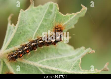 Une chenille de la Moth à queue brune, Euprotis chrysorrhoea, se nourrissant sur une feuille. Banque D'Images