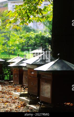 FRANCE. PARIS (6E). LES RUCHES DANS LE JARDIN DU LUXEMBOURG. Banque D'Images