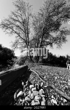 Les champignons porcini, les boletus et les champignons parasol, cueillis en noir et blanc, sont en tas dans les prairies à l'automne. Récolte de champignons comestibles trouvés en forêt. Wi Banque D'Images