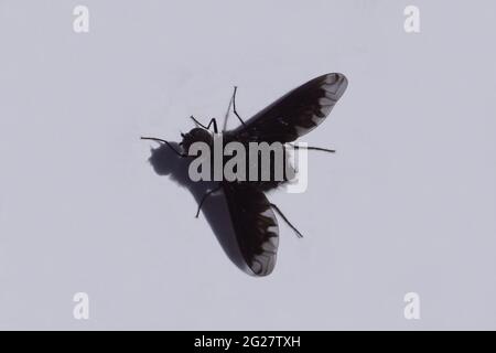 Anthrax anthrax (Bombyliidae). Une mouche noire sur un livre blanc avec ombre dans un jardin hollandais. Juin Banque D'Images