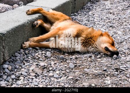 Chien rouge mignon dormant sur la route. Banque D'Images