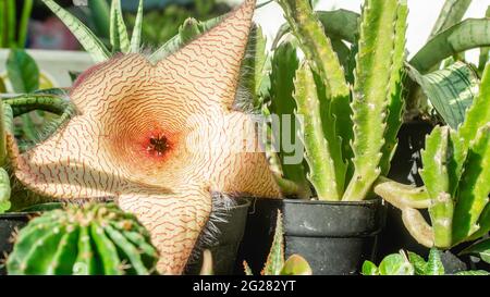 Belle fleur de Stapelia gigantea. Fleur de cactus en forme d'étoile avec une forte odeur qui attirent les mouches qui aident à la pollinisation Banque D'Images