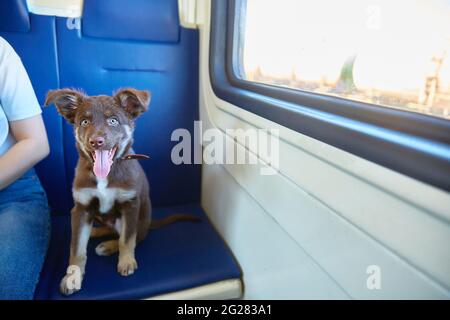 Le joli petit chien regarde l'appareil photo. Le concept de voyager avec des animaux sur un train de banlieue. Copier l'espace Banque D'Images