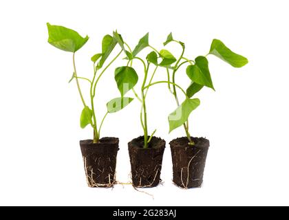 Trois feuillets de patate douce à racines, une plante dicotylédonée Convolvulaceae liée à la famille de l'herbe à bindou de la gloire du matin, isolés sur un blanc Banque D'Images