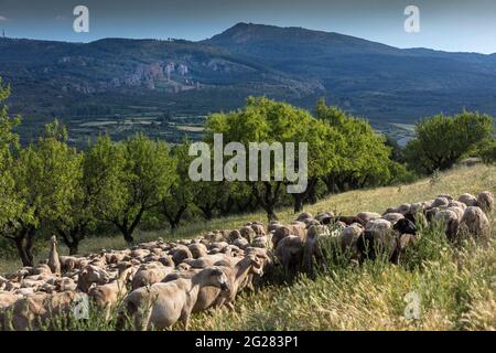 Un troupeau de pâturages de moutons dans les environs du château de Loarre, une forteresse construite dans des âges de médulés au sommet d'une colline, dans la province espagnole de Huesca. Banque D'Images