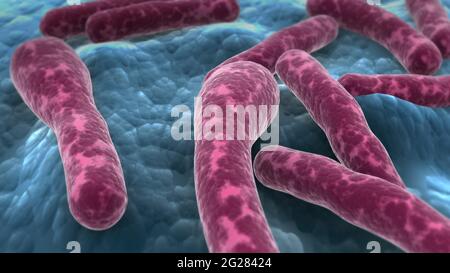 Vue microscopique des bactéries Clostridium botulinum. Banque D'Images