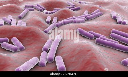 Vue microscopique des bactéries Clostridium perfringens à l'intérieur du corps humain. Banque D'Images