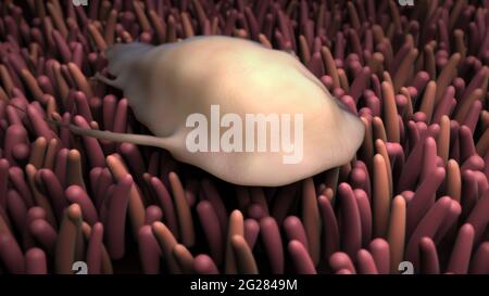 Illustration biomédicale du parasite Giardia à l'intérieur des intestins humains. Banque D'Images