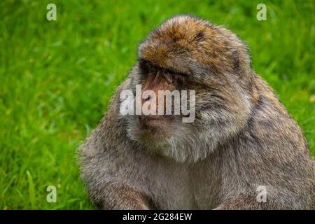 Barbary Macaque, Monkey Forest, Trentham, Royaume-Uni Banque D'Images