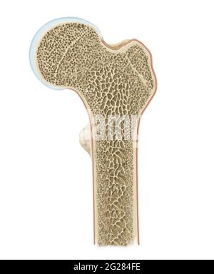 Coupe transversale détaillée de la tête du fémur. Banque D'Images