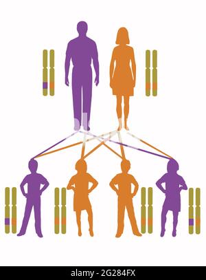 Infographie montrant le modèle de transmission des gènes autosomiques dominants. Banque D'Images