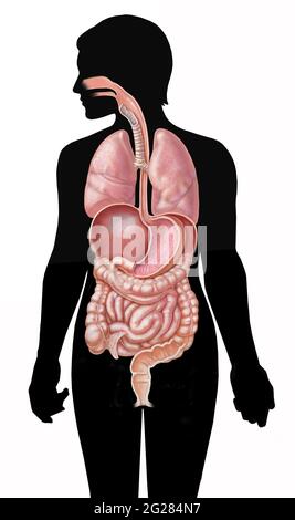 Système gastro-intestinal complet et poumons et diaphragme sur silhouette féminine. Banque D'Images