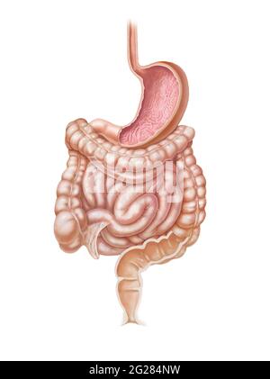 Oesophage, estomac et tractus intestinal complet sur fond blanc. Banque D'Images