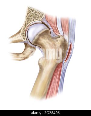 Détail des muscles et des ligaments de l'articulation de la hanche. Banque D'Images