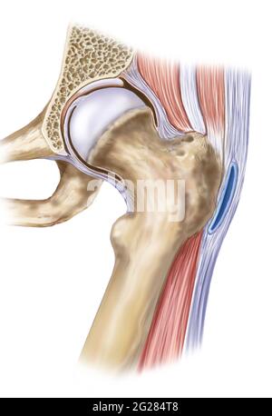 Articulation de la hanche montrant une plus grande bursa trochanter et des ligaments. Banque D'Images