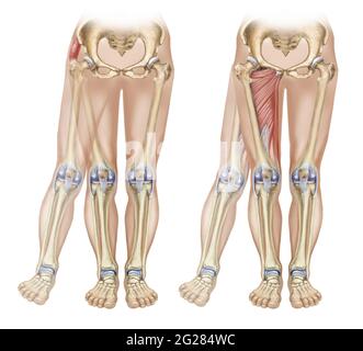 Os et muscles montrant l'adduction et l'enlèvement de la jambe. Banque D'Images