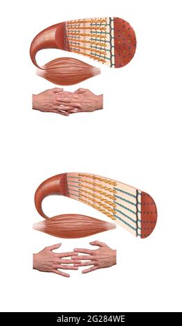 Les cellules musculaires se détendues et se contractées. Les mains montrent comment les fibres s'entrelacent pour provoquer une contraction. Banque D'Images