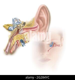 Position de l'oreille interne par rapport à la tête et au visage. Banque D'Images