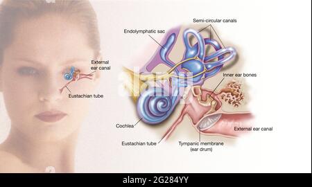 Structures de l'oreille interne. Banque D'Images