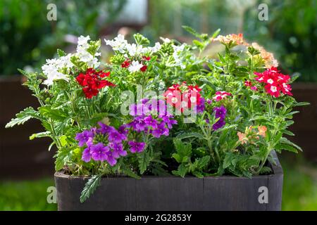 Sélection de plantes de couchage, glandularia des verbenaceae diverses couleurs en pot et j'étais dans le planteur avec un jardin flou copie de fond sp Banque D'Images