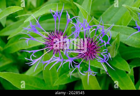 plante à fleurs de knapweed centaurea montana dans le jardin anglais Banque D'Images
