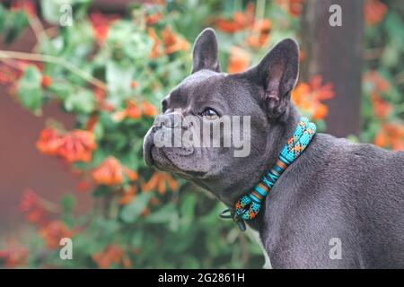 Chien Bulldog français noir portant un collier de corde devant des fleurs floues Banque D'Images