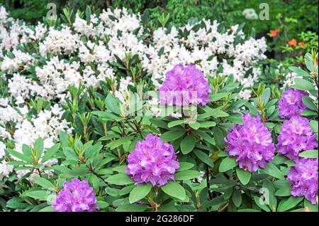 Rhododendron (Rhododendron macrophyllum du pacifique) est une espèce à grandes feuilles de Rhododendron indigènes de la côte pacifique de l'Amérique du Nord. Banque D'Images