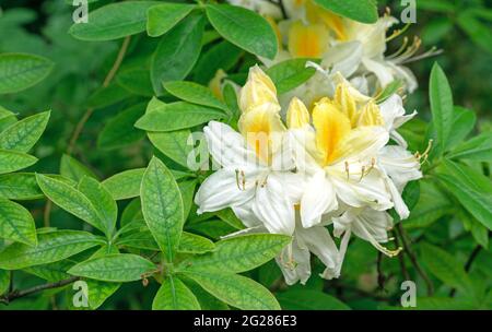 Des fleurs de rhododendron blanc ont fleuri dans le jardin de printemps. Banque D'Images