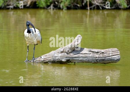 Ibis sacré africain (Threskiornis aethiopicus), vue de face, debout sur le tronc d'arbre dans l'eau Banque D'Images