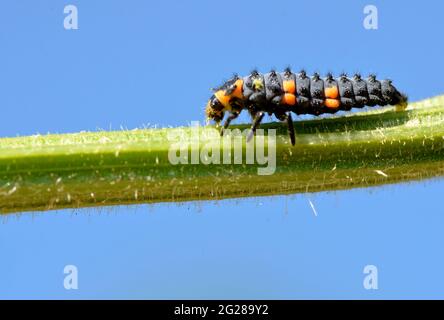 Macro de larve de coccinelle (Coccinella) sur une tige vue du profil et sur fond bleu de ciel Banque D'Images