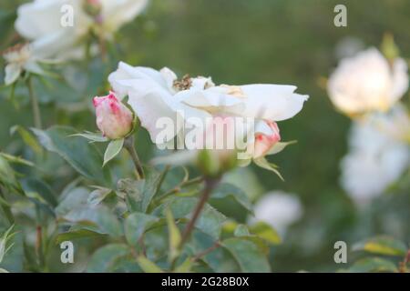 roses blanches et bouton rose Banque D'Images