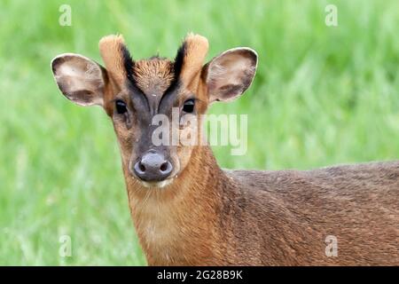 Gros plan sur le cerf de Reeves muntjac dans le Norfolk en Angleterre. Animal sauvage brun dans un paysage naturel regardant l'appareil photo Banque D'Images