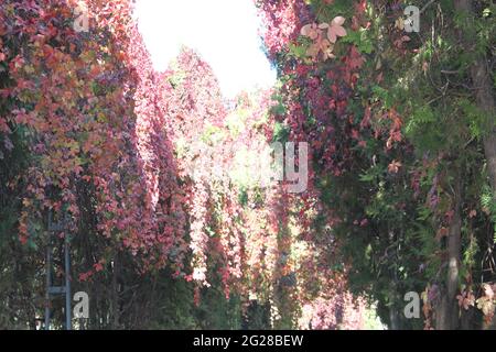 route ensoleillée avec violet rose Banque D'Images