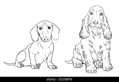 Dachshund et le chiot spaniel du Prücker. Chiens mignons chiots. Modèle de coloriage. Illustration numérique. Banque D'Images