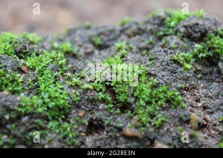 Zoom sur Moss grandir sur les rochers Banque D'Images