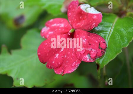 Fleur rose vif : lizzy occupé (Balsaminaceae) Impatiens walleriana Hook.F. Banque D'Images