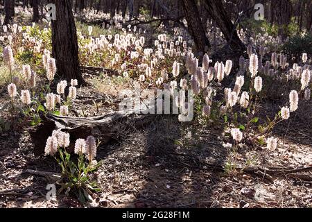 La glade de Bush recouverte de fleurs sauvages de mulla mulla (Ptilotus Exaltatus), rose indigène, dans l'Outback du Queensland, parmi les gommiers et les branches tombées. Banque D'Images