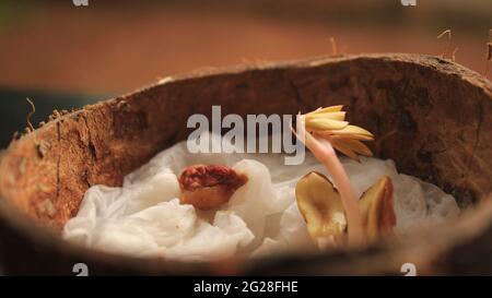 Petite plante d'arachides poussant à partir de graines de cacahuète Split Open montrant le cotylédon, plumule, radicule. Culture dans la noix de coco Shell par l'agriculture biologique Banque D'Images